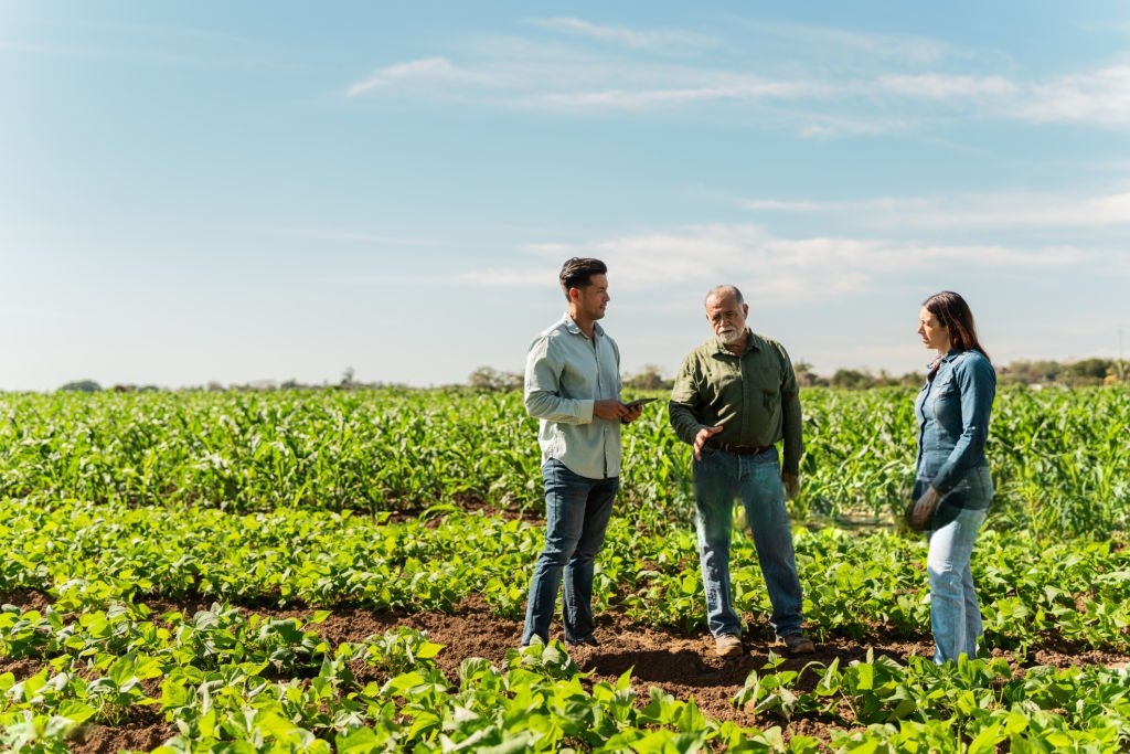 Trabajadores cosechando verduras.